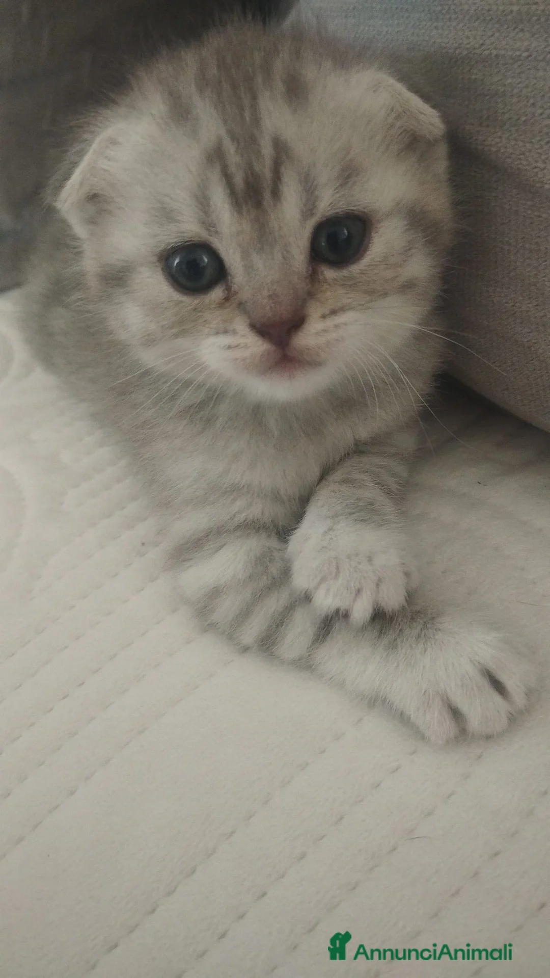 Scottish gatti in vendita: Cuccioli scottish fold e straight  - Annuncio 1