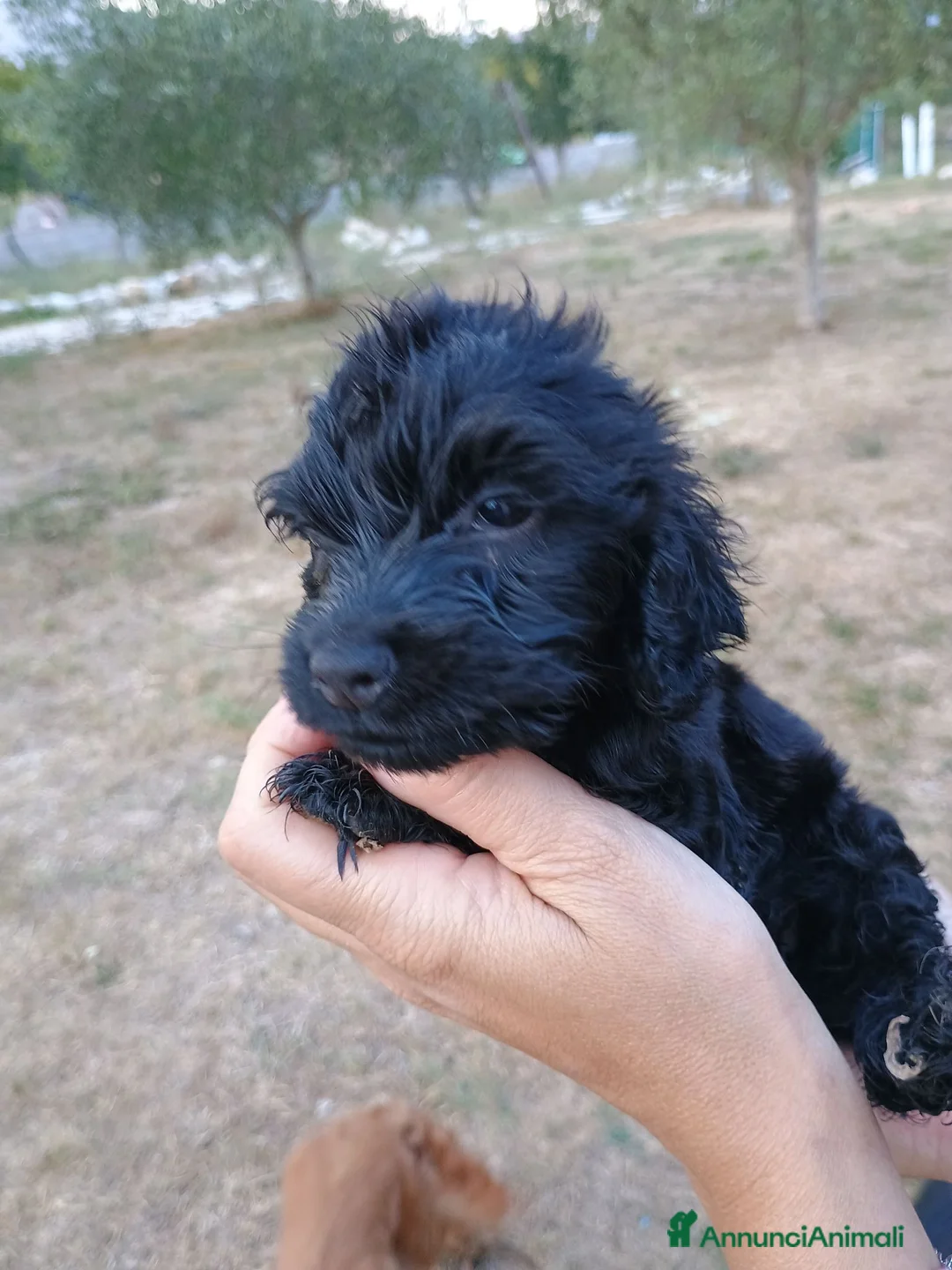 Cocker cani in vendita: Cocker spaniel - Annuncio 8