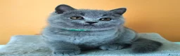 British gatti in vendita: Cuccioli British Shorthair  - Annuncio 13