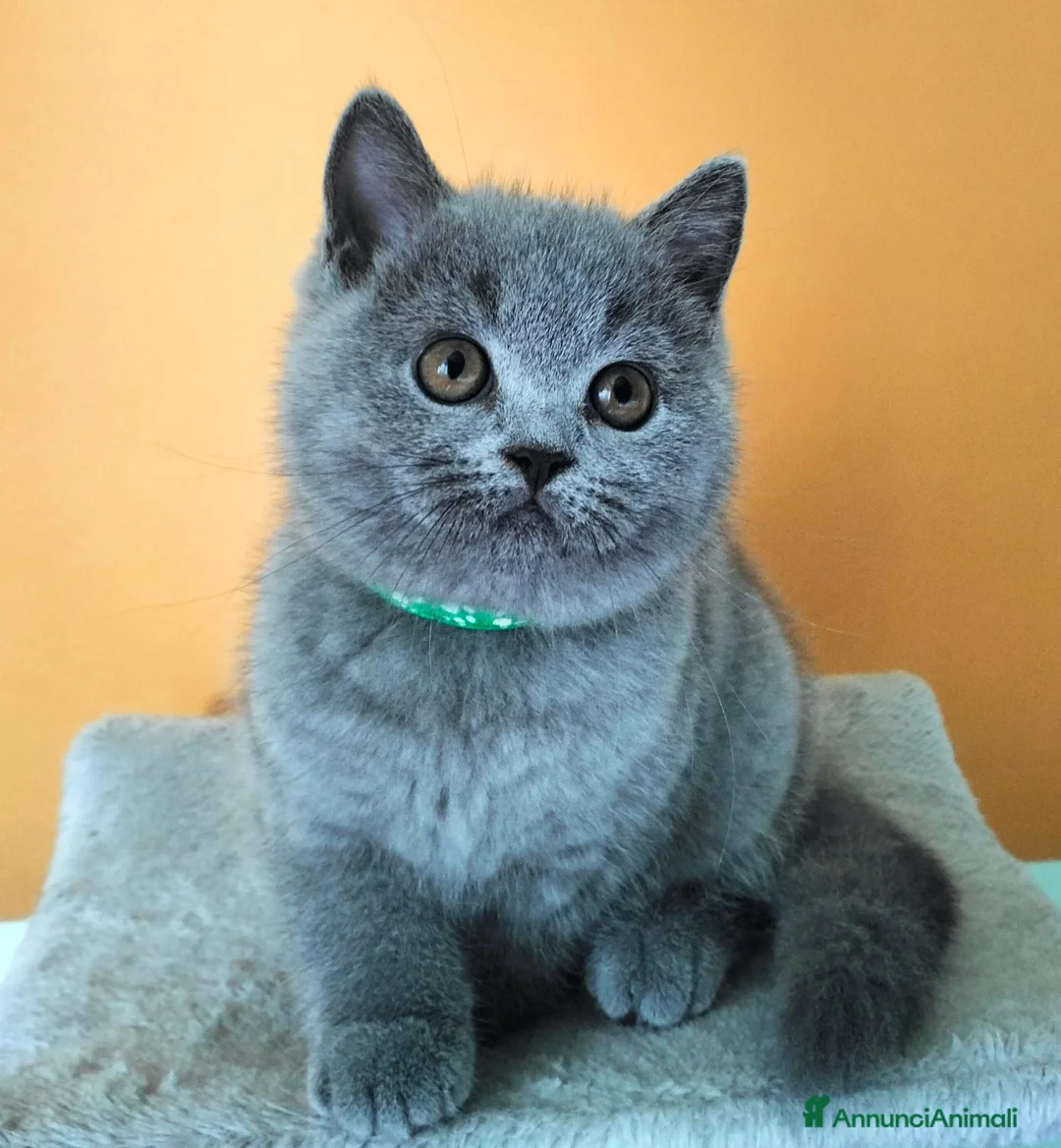 British gatti in vendita: Cuccioli British Shorthair  - Annuncio 13