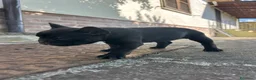 Bulldog Francese cani in vendita: bulldog francese nero tigrato  - Annuncio 11