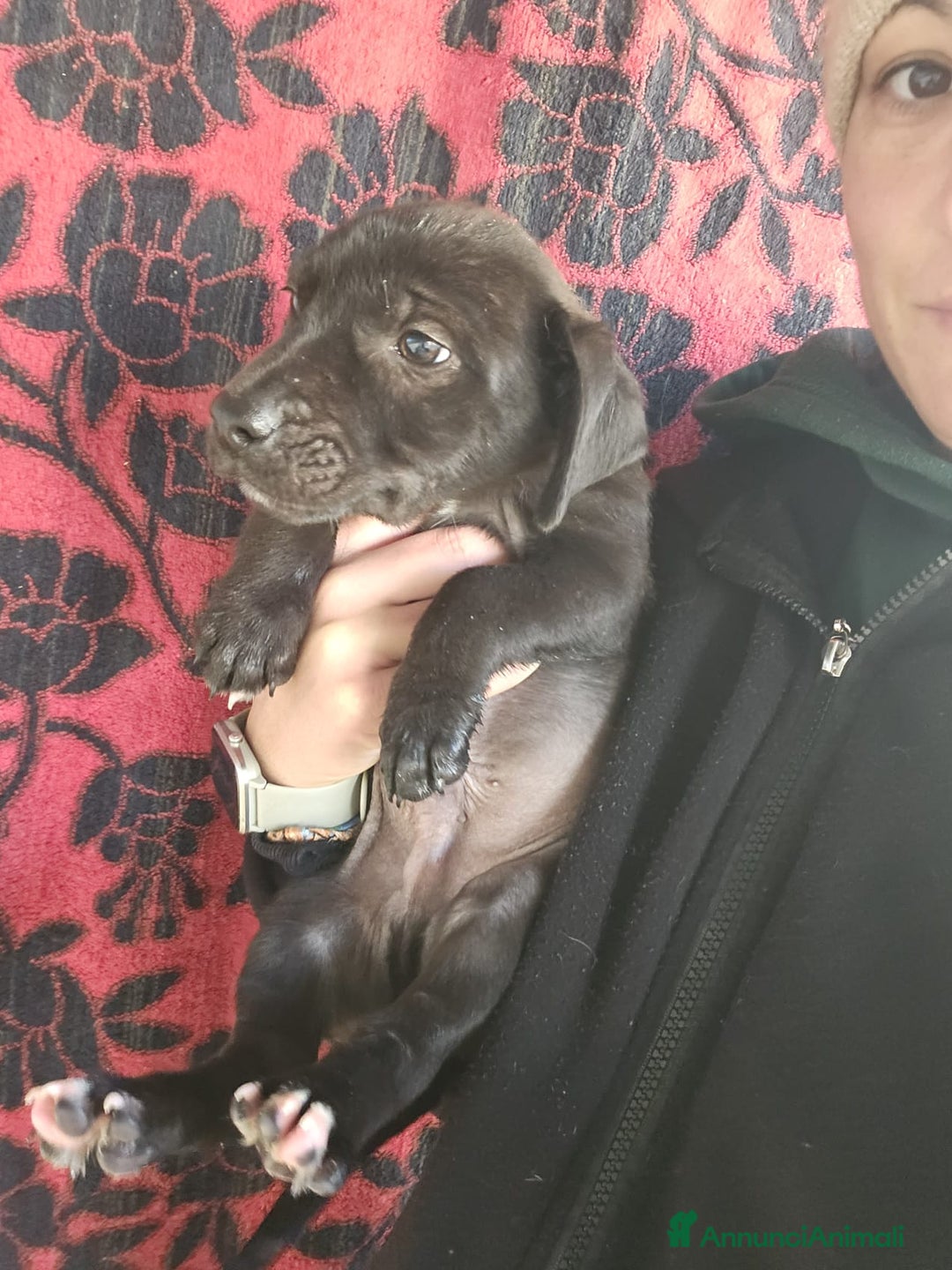 Meticcio cani in regalo: Gelso: 2 mesi taglia piccola  - Annuncio 1