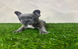 Bulldog Francese cani in vendita: Cuccioli bouldogue francesi esotici  a Città metropolitana di Roma Capitale - Immagine 3