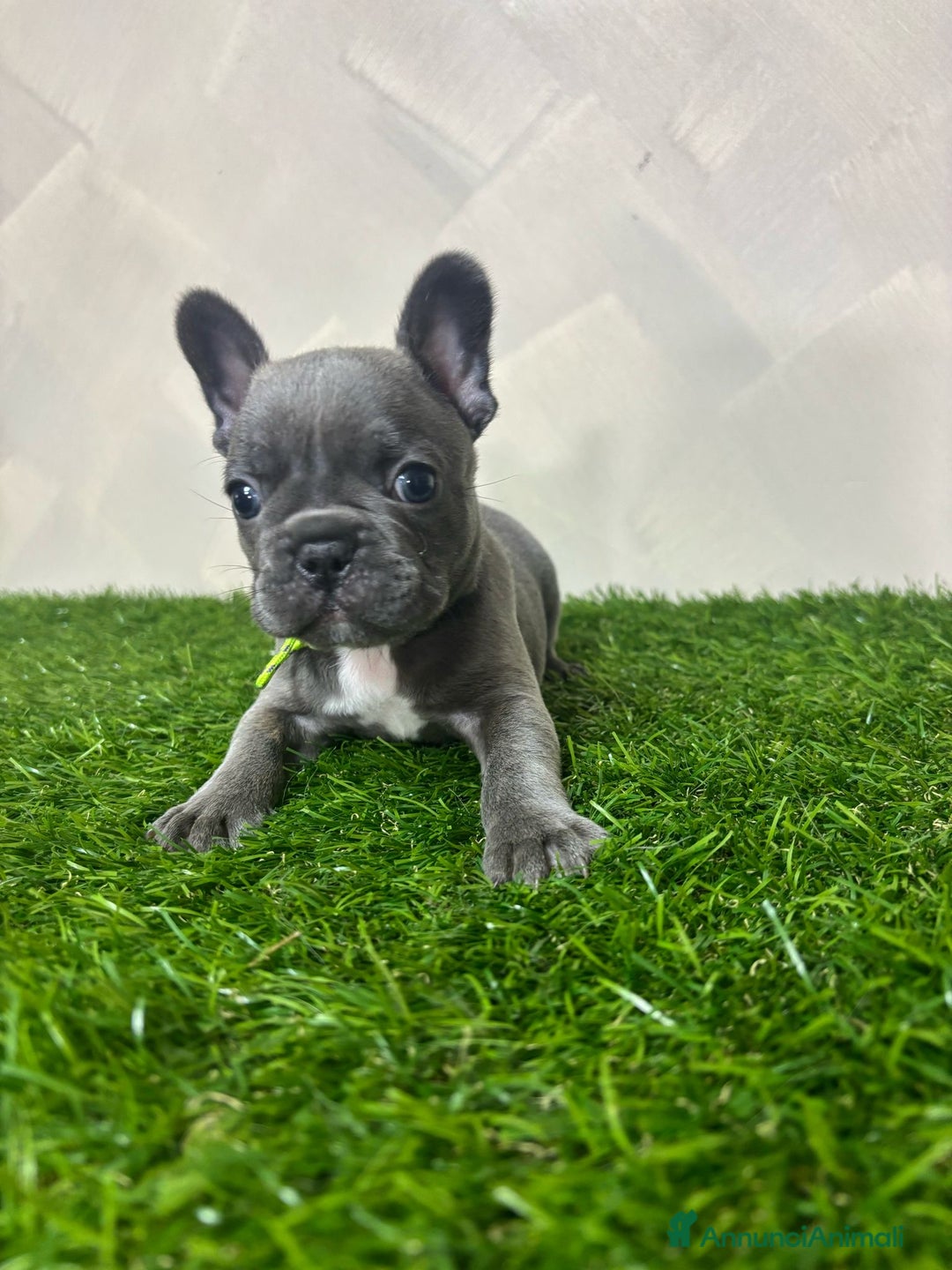 Bulldog Francese cani in vendita: Cuccioli bouldogue francesi esotici  a Città metropolitana di Roma Capitale - Immagine 3