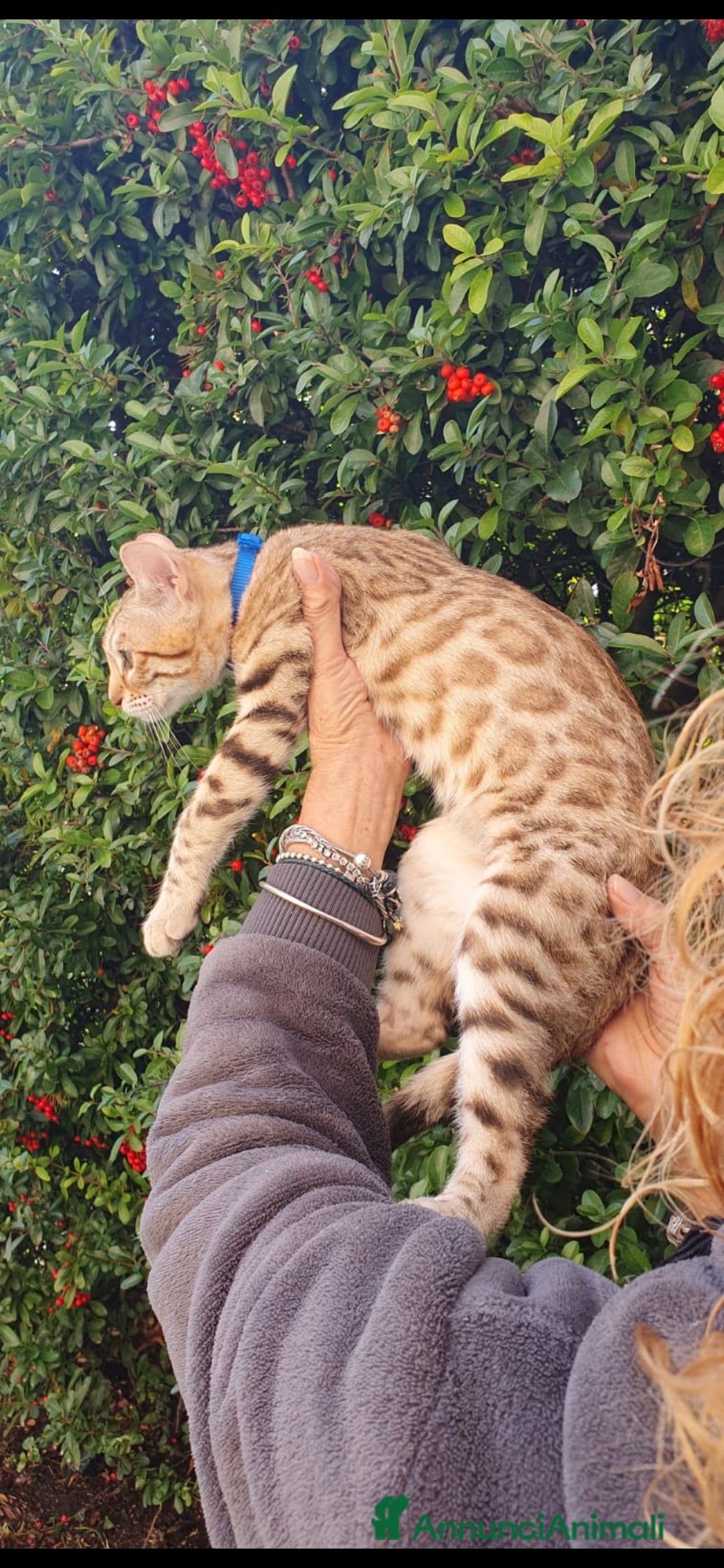 Bengala gatti in vendita: Gattini bengal wild - Annuncio 12
