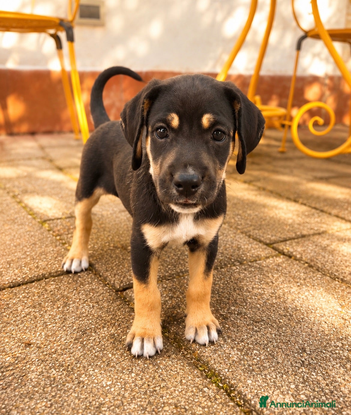 Meticcio cani Dolce e pacata - Annuncio 1