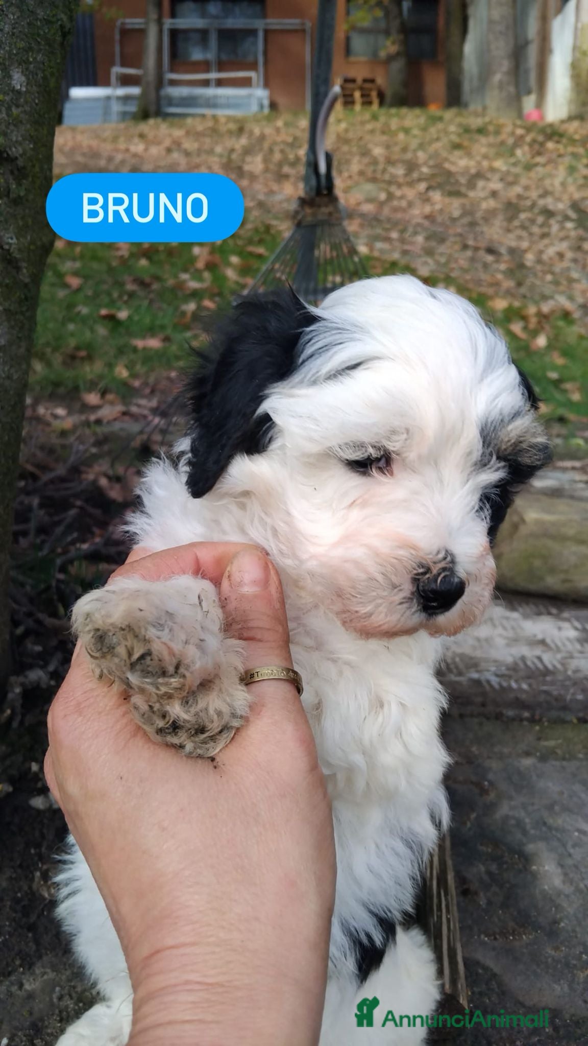 Meticcio cani maltipoo - Annuncio 7