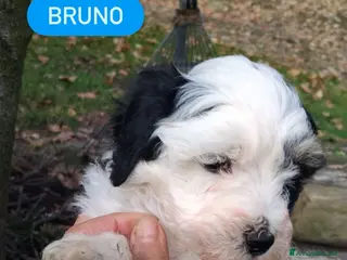 Meticcio cani maltipoo - Annuncio 13