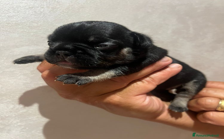 Altre razze gatti a Provincia di Latina - Annuncio 2