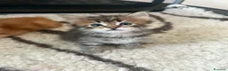 Siberiano gatti in vendita: Cuccioli Siberiano - Annuncio 8