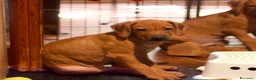 Rhodesian Ridgeback cani in vendita: Cuccioli Rhodesian Ridgeback con Pedigree ENCI - Annuncio 28