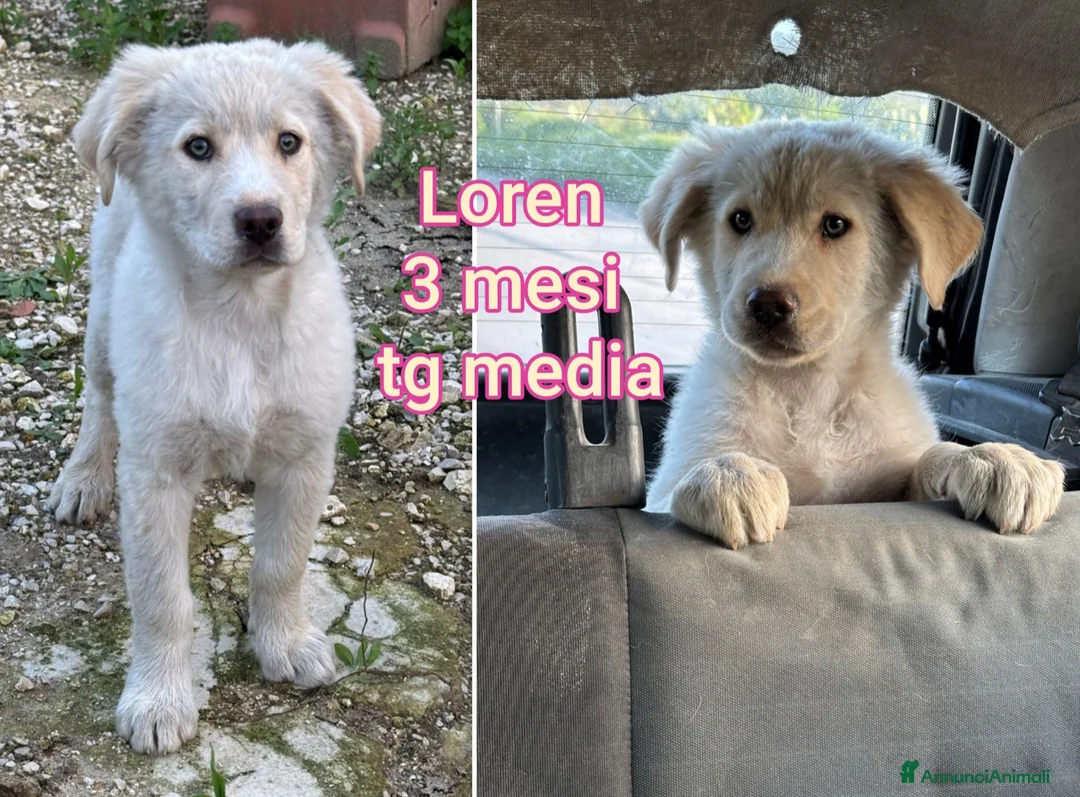 Meticcio cani in regalo: CUCCIOLI ABBANDONATI: EMERGENZA  a Città metropolitana di Milano - Annuncio 1