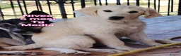 Meticcio cani in regalo: CUCCIOLI IN CERCA DI FAMIGLIE  a Provincia di Prato - Annuncio 5