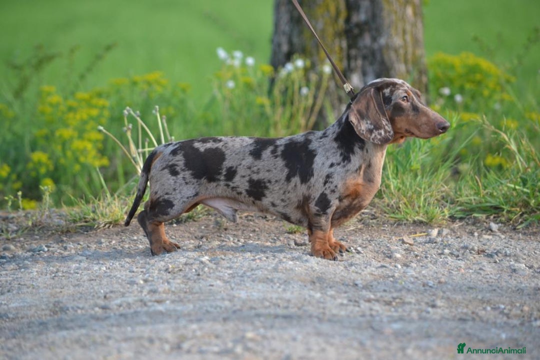 Bassotto cani per accoppiamento: Bassotto nano accoppiamento  a Provincia di Vercelli - Annuncio 2