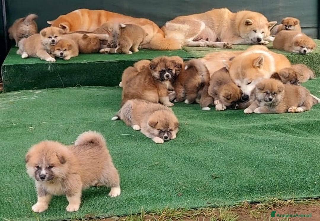 Akita Inu cani in vendita: CUCCIOLI AKITA da allevamento ENCI - Annuncio 5