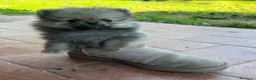 Spitz cani in vendita: Spitz di Pomerania  a Provincia di Massa e Carrara - Annuncio 5