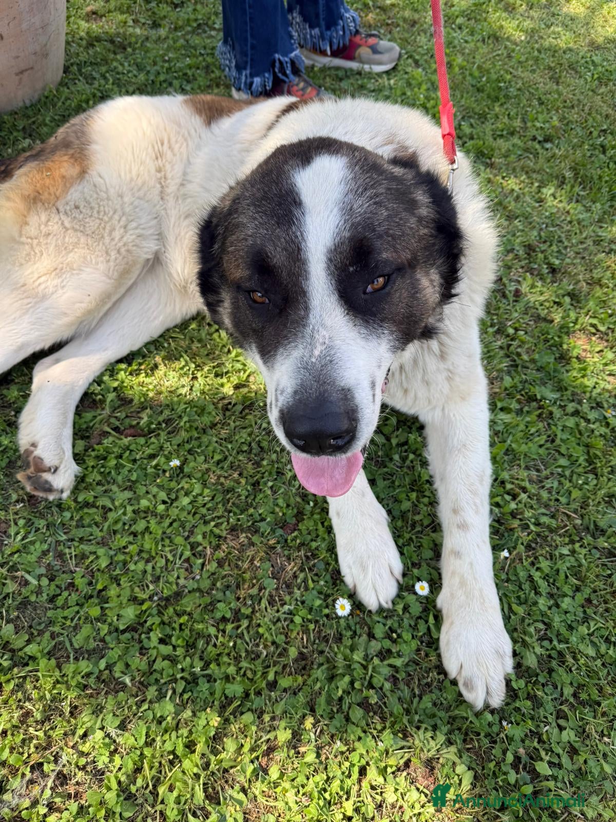 Meticcio cani in regalo: 3anni mix S.Bernardo ignorato,SOS CASA ASTI - Annuncio 3