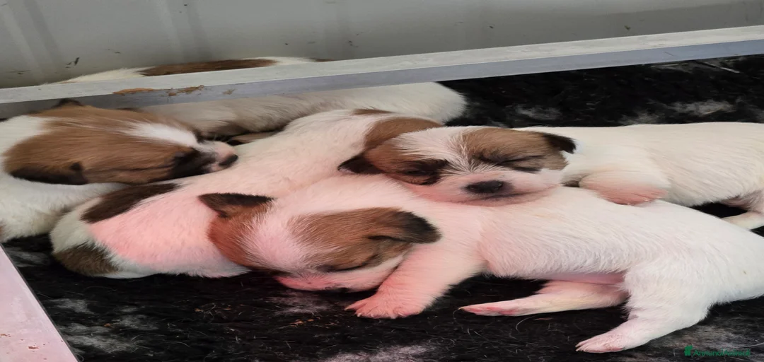 Immagine della galleria {{count}}