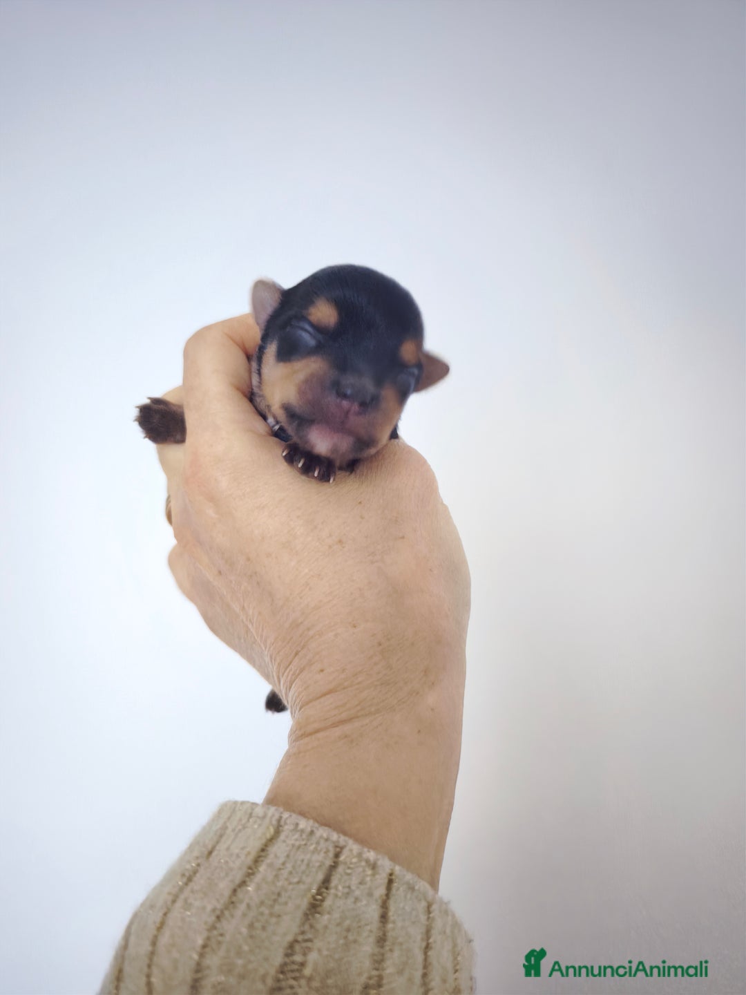 Yorkshire cani in vendita: Yorkshire toy - Annuncio 6