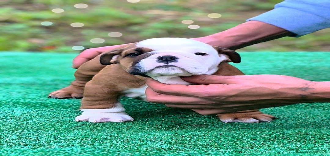 Immagine della galleria {{count}}