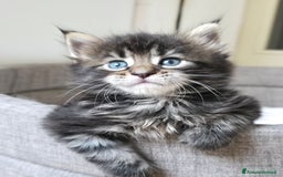 Maine Coon gatti in vendita: Cuccioli Maine Coon a Provincia di Treviso - Immagine 4