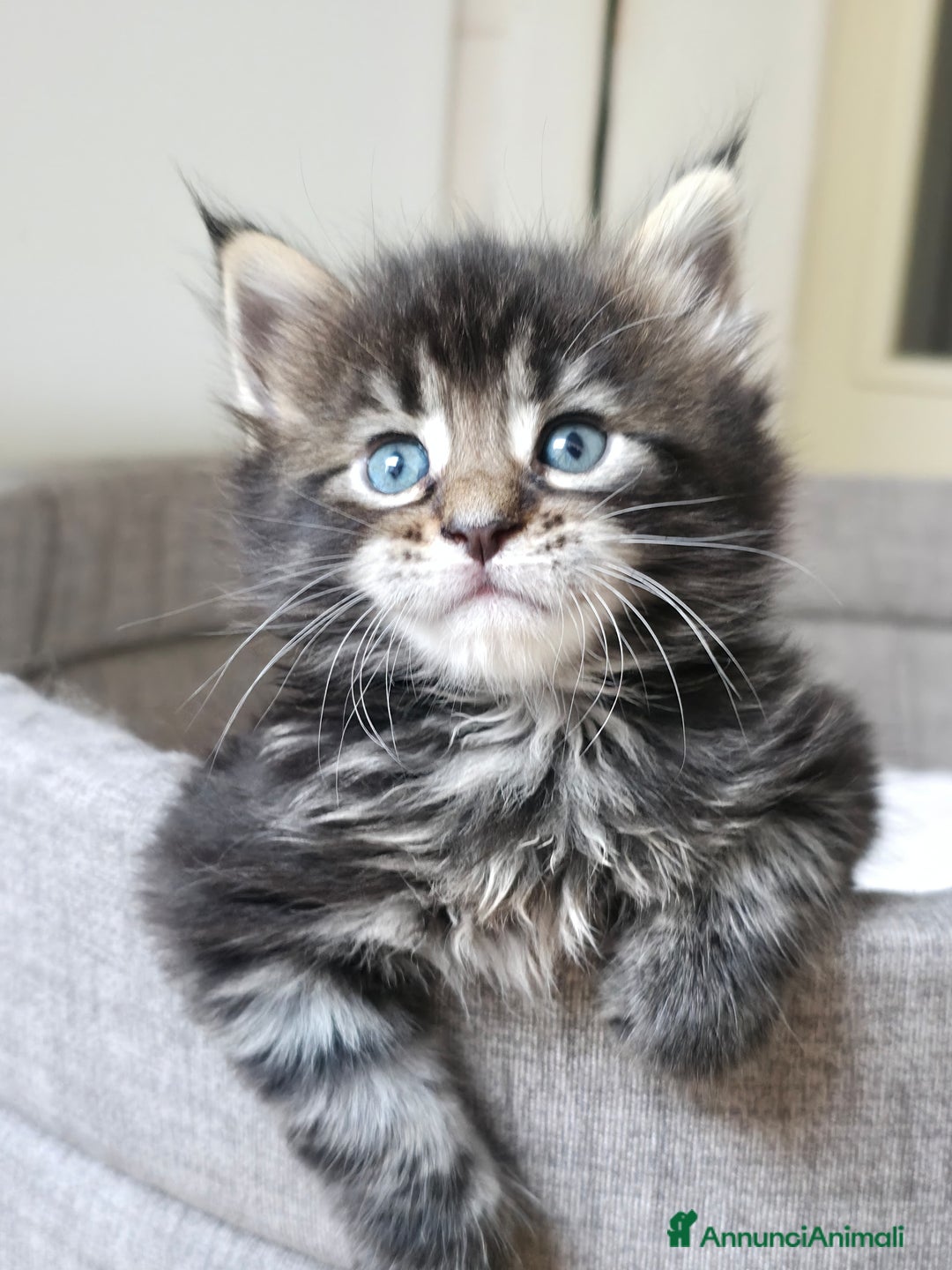 Maine Coon gatti in vendita: Cuccioli Maine Coon a Provincia di Treviso - Immagine 4