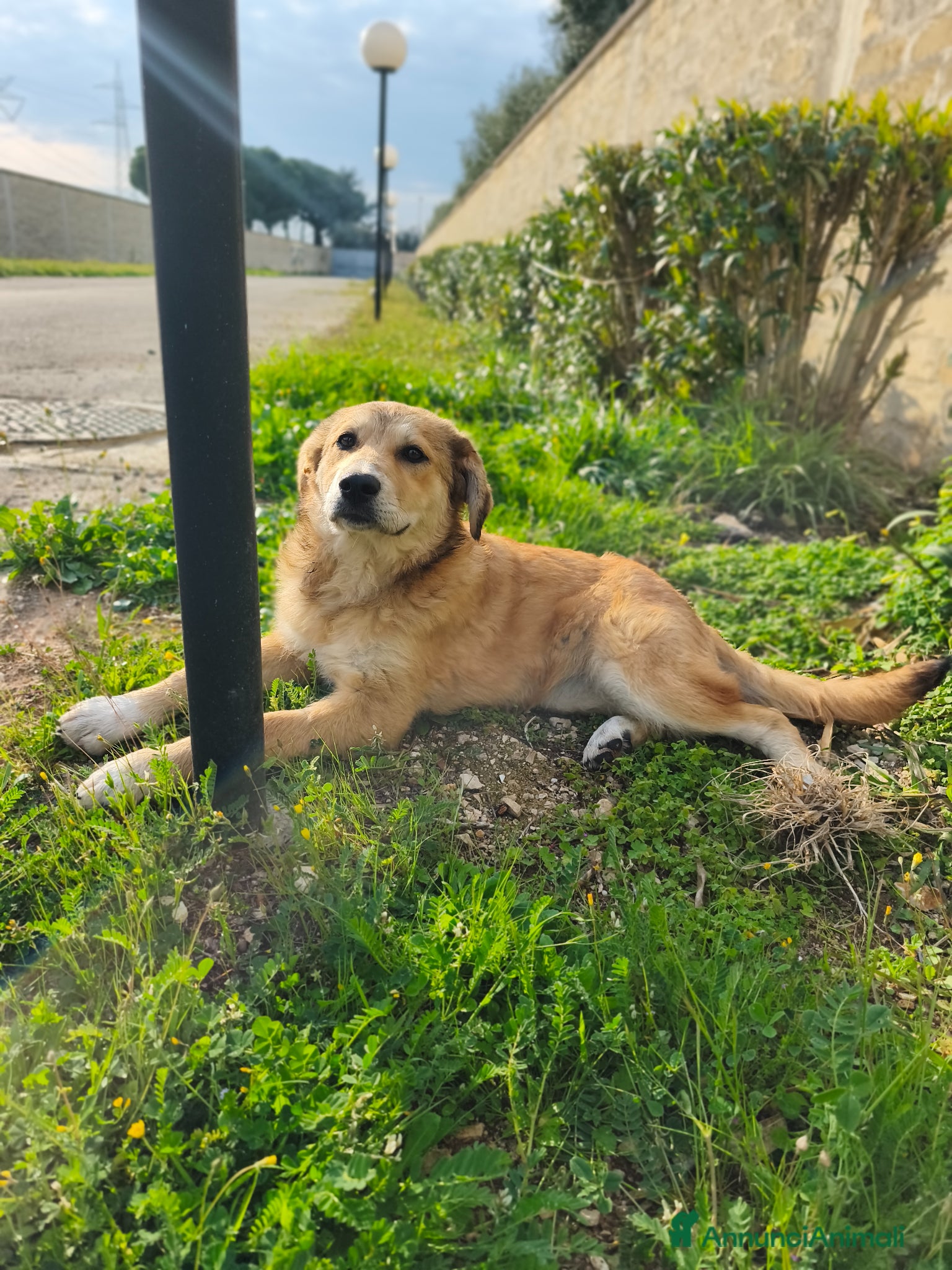 Meticcio cani Dolcissima Magma - Annuncio 15