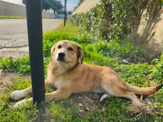 Meticcio cani Dolcissima Magma - Annuncio 15