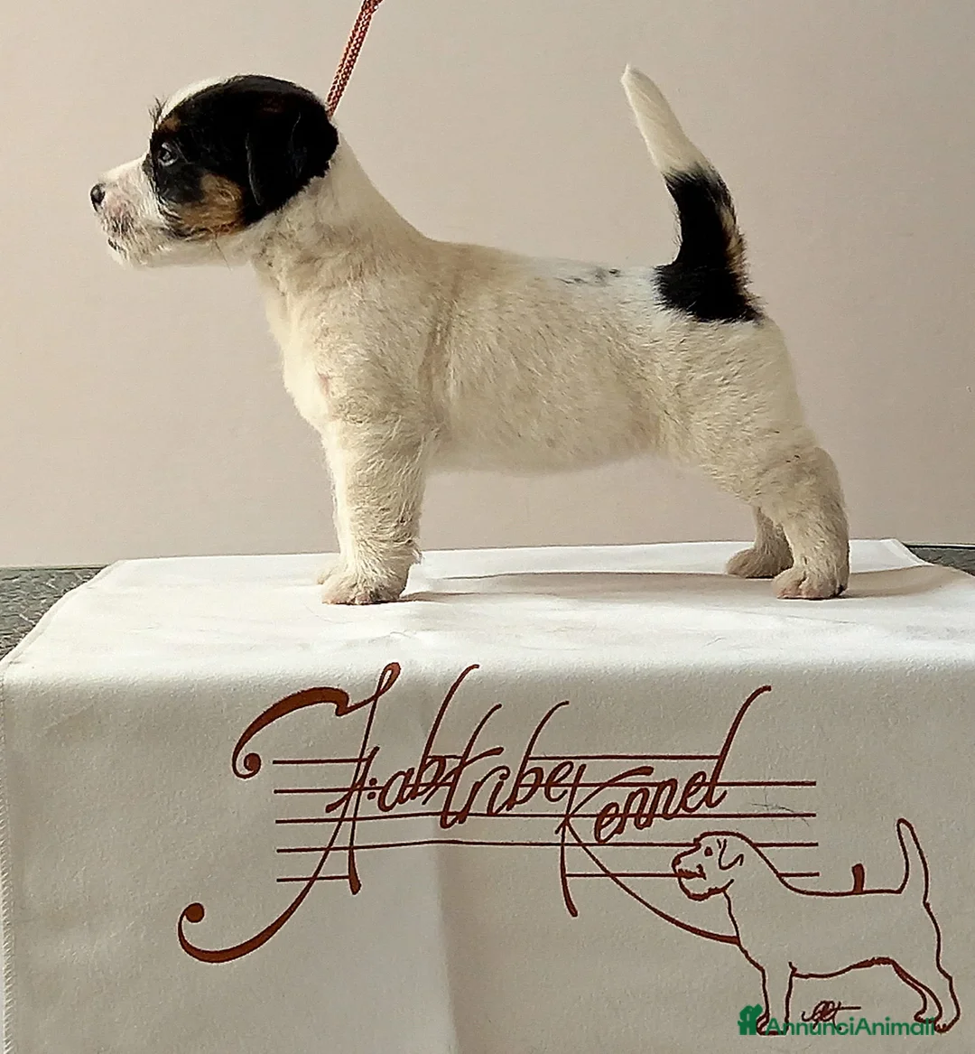 Immagine della galleria {{count}}