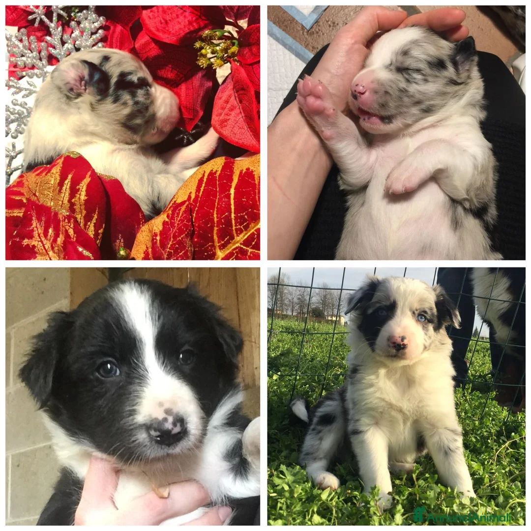 Border Collie cani in vendita: Border collie a Città metropolitana di Milano - Annuncio 2