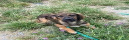 Meticcio cani in regalo: 2fratelli 18mesi INSEPARABILI( mamma Setter)Calabr - Annuncio 2