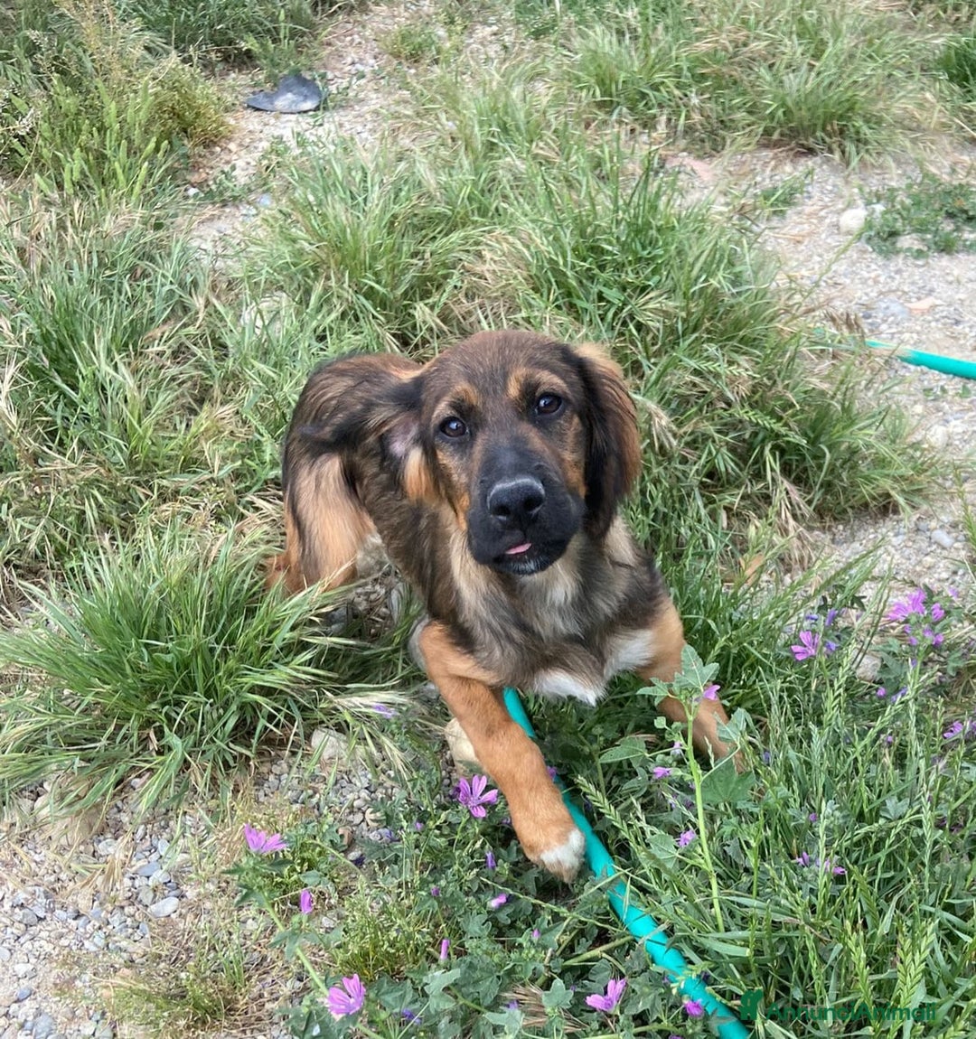 Meticcio cani in regalo: 2fratelli 18mesi INSEPARABILI( mamma Setter)Calabr - Annuncio 2