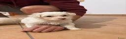 Maltese cani in vendita: Cuccioli di Maltese  - Annuncio 3