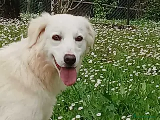 Meticcio cani LUCIA HA BISOGNO DI UNA FAMIGLIA PER LA VITA - Annuncio 4