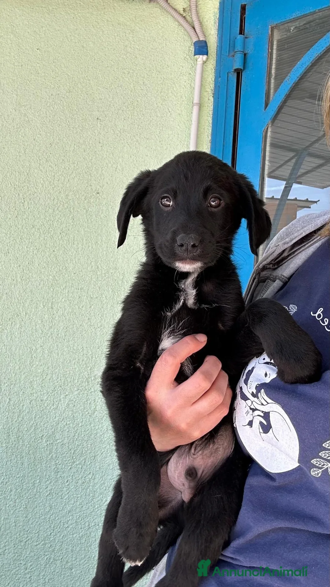 Meticcio cani in regalo: Brian  a Provincia di Padova - Annuncio 2