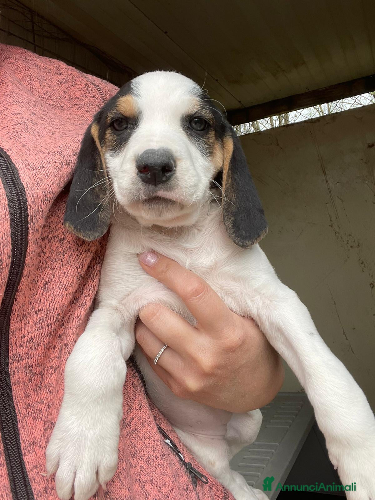 Meticcio cani SOS TENERA SELENE - Annuncio 8