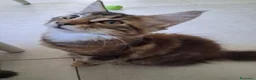 Maine Coon gatti in vendita: Maine Coon con Pedigree - Annuncio 3
