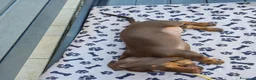 Bassotto cani in vendita: Bassotto - Annuncio 3