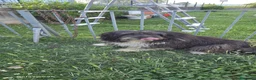 Meticcio cani in regalo: Argo magnifico "orsacchiotto" - Annuncio 4
