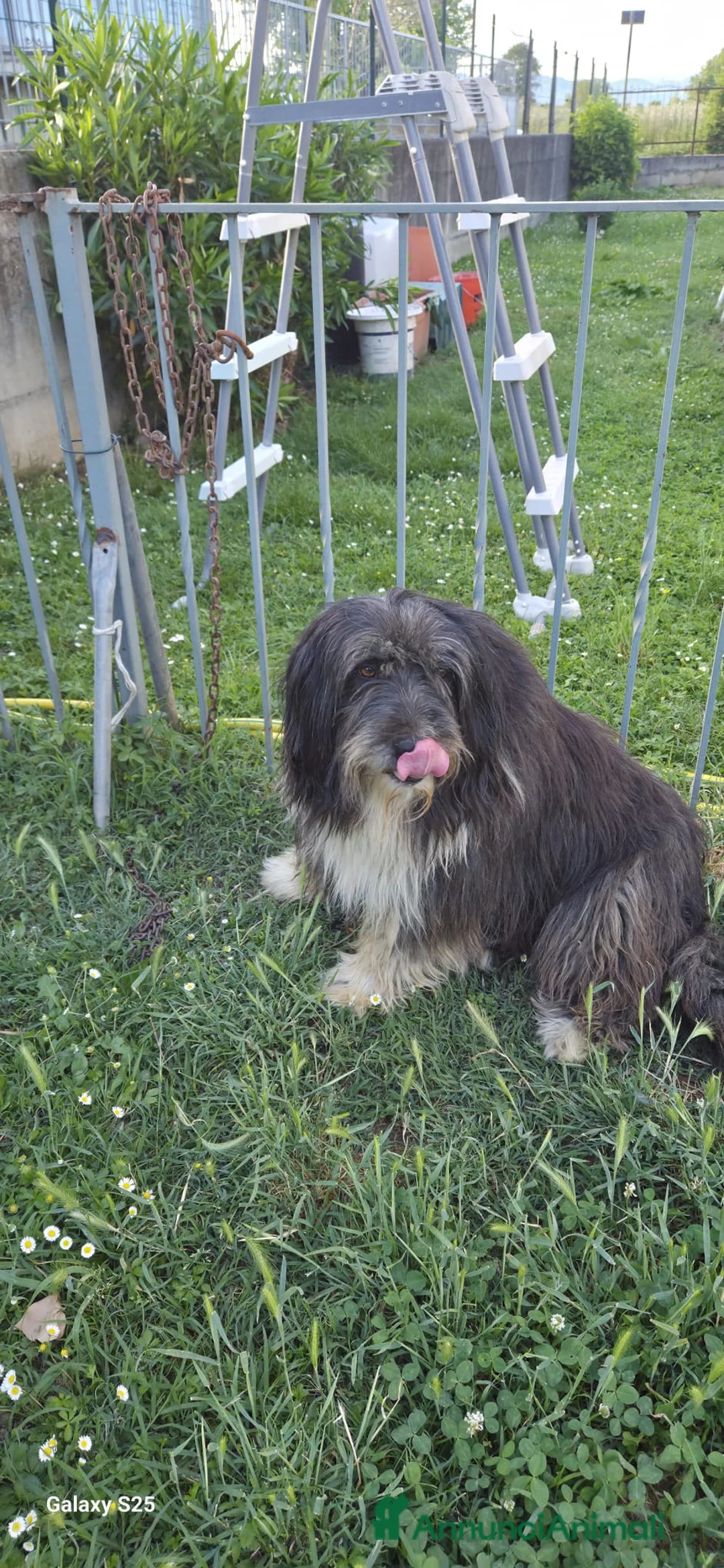 Meticcio cani in regalo: Argo magnifico "orsacchiotto" - Annuncio 4