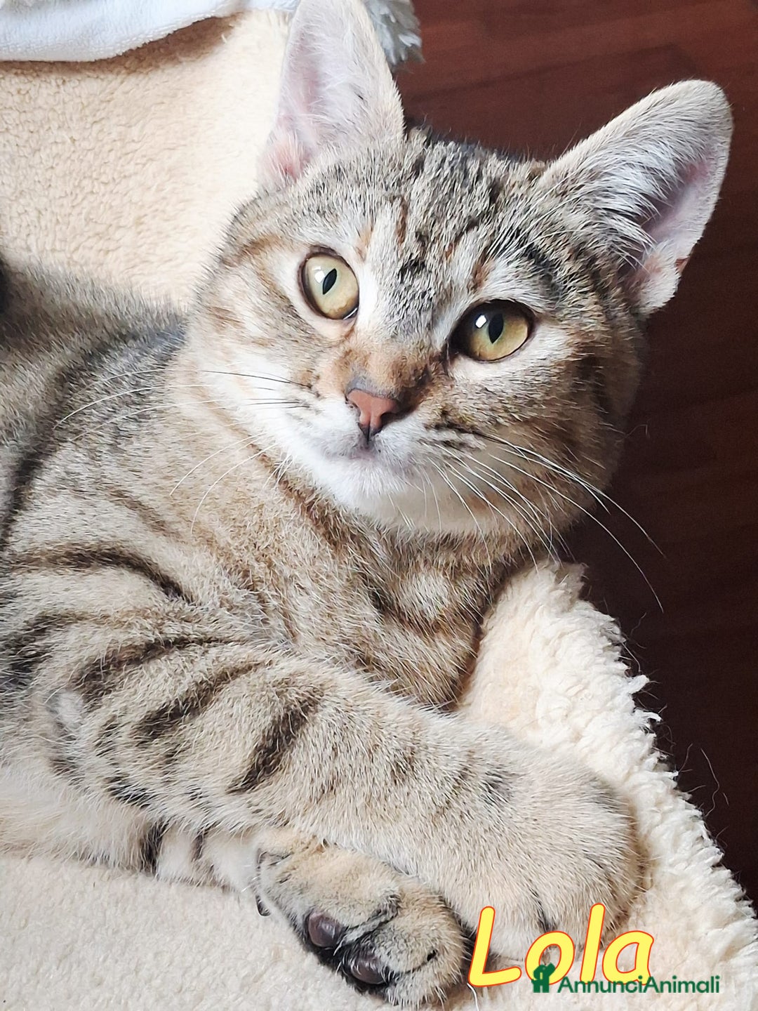 Europeo gatti in regalo: LOLA cerca casa - Annuncio 7