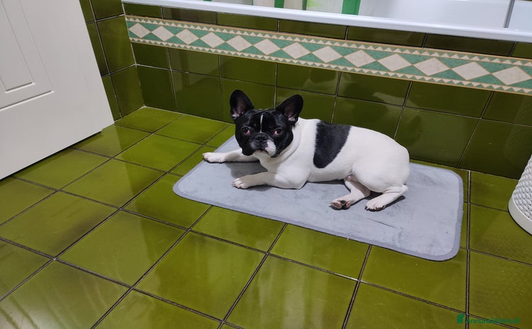 Bulldog Francese cani a Provincia di Brescia - Annuncio 7