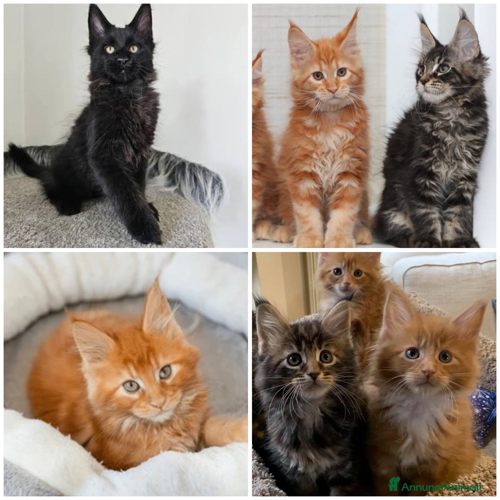 Maine Coon gatti Cuccioli Maine coon con Pedigree  - Annuncio 1