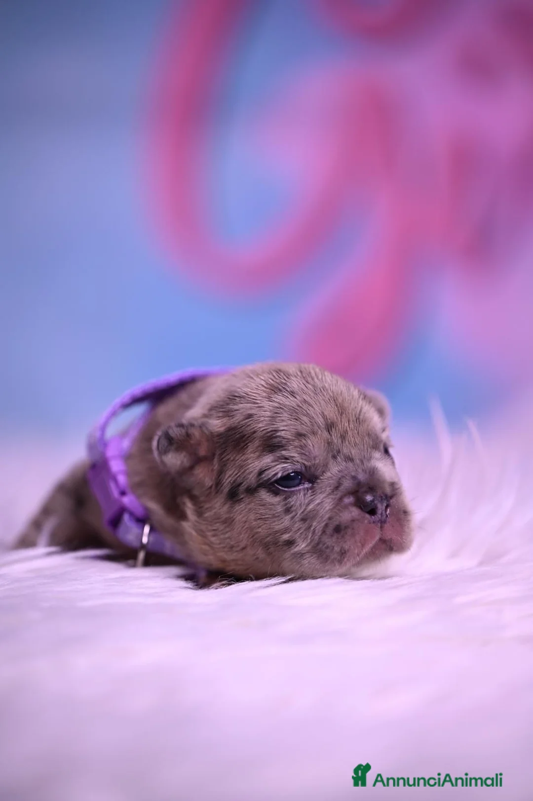 Bulldog Francese cani in vendita: Cuccioli di Bullodog Francese  - Annuncio 2
