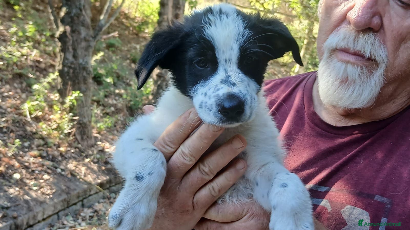 Meticcio cani ARCOBALENO HA BISOGNO DI UNA MAMMA E DI UN PAPA' - Annuncio 14