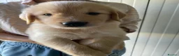 Golden Retriever cani in vendita: Cuccioli Golden retriver americano con pedigree a Provincia di Lecce - Annuncio 15