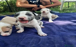 Staffordshire cani in vendita: Amstaff  - Immagine 4
