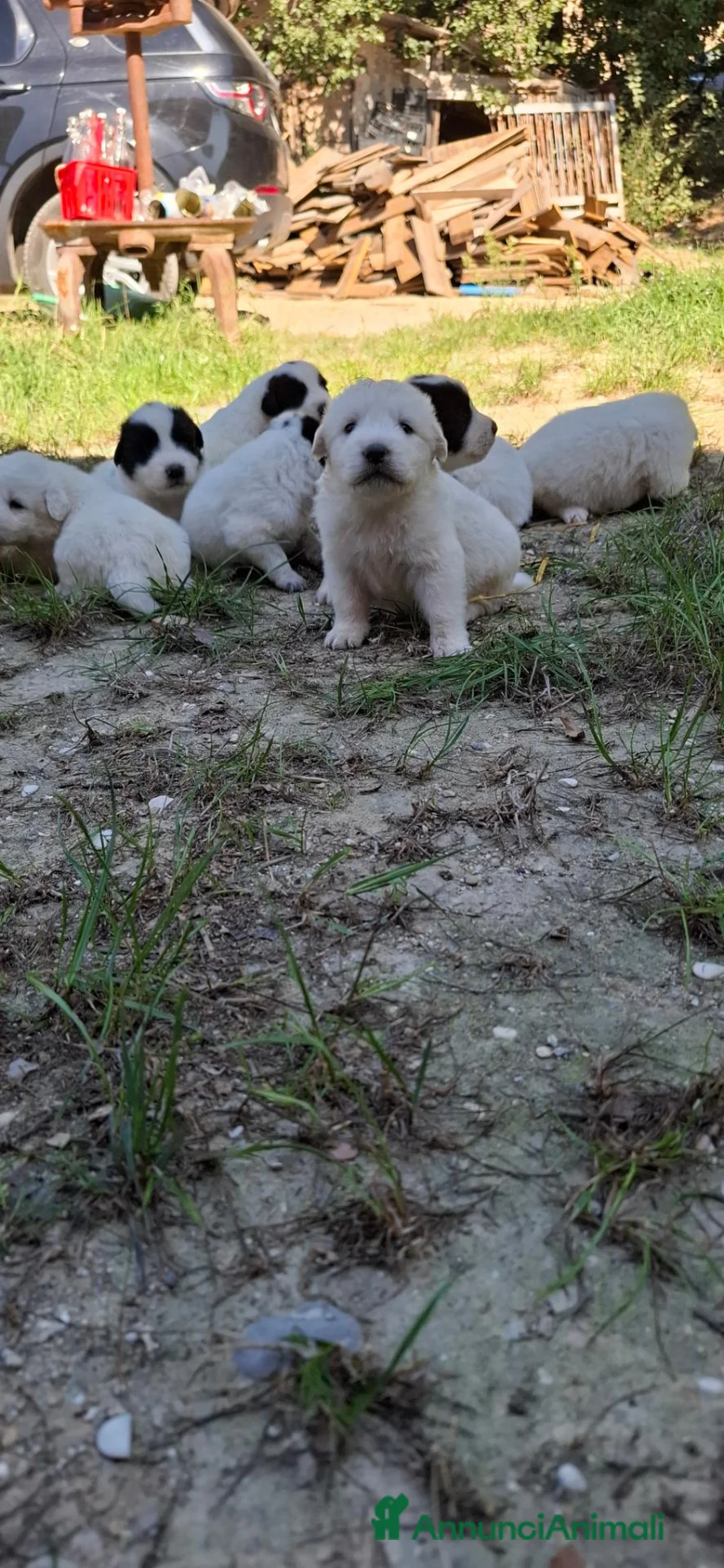 Meticcio cani in vendita: Cuccioli maremmano e pastore caucaso - Annuncio 12
