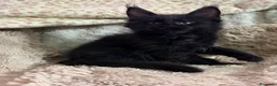 Maine Coon gatti in vendita: Cuccioli Maine Coon - Annuncio 7