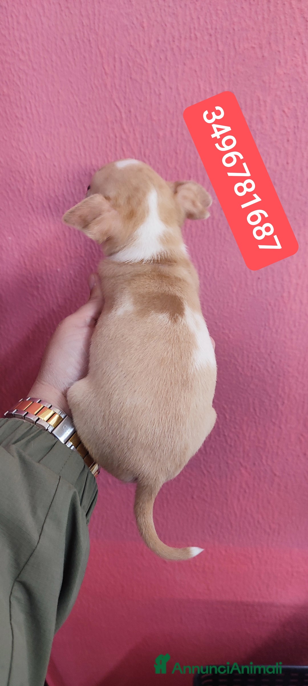 Chihuahua cani in vendita: CHIHUAHUA ultimi cucciolini - Annuncio 4